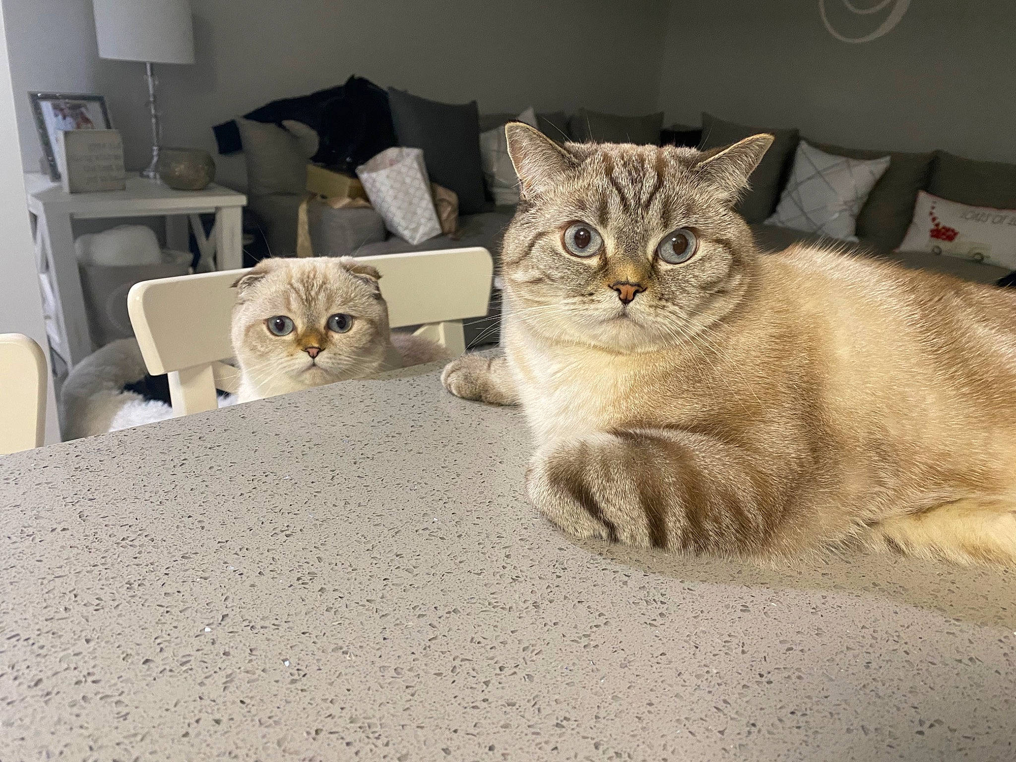 Kora is registered to the contest to win money with this photo: bed, bedding, carnivore, cat, chair, comfort, domestic_short_haired_cat, felidae, flooring, fur, grey, linens, paw, room, small_to_medium_sized_cats, snout, tail, terrestrial_animal, whiskers, window