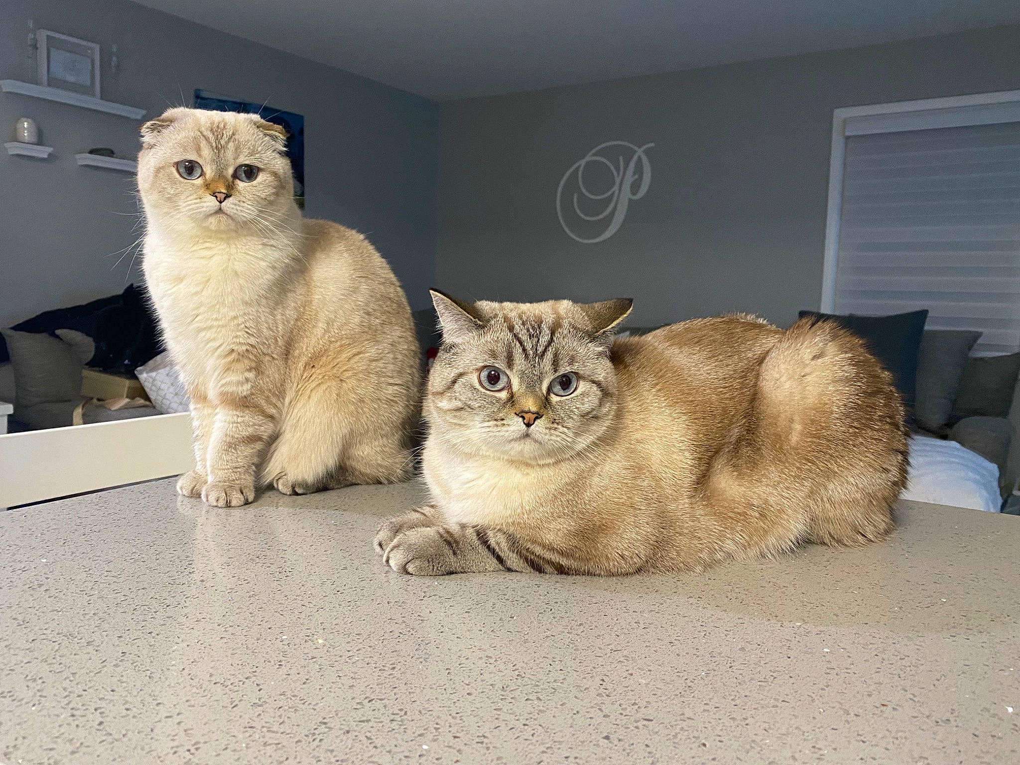 Kora is registered to the contest to win money with this photo: carnivore, cat, comfort, domestic_short_haired_cat, fawn, felidae, fur, paw, pet_supply, sitting, small_to_medium_sized_cats, tail, terrestrial_animal, whiskers, window