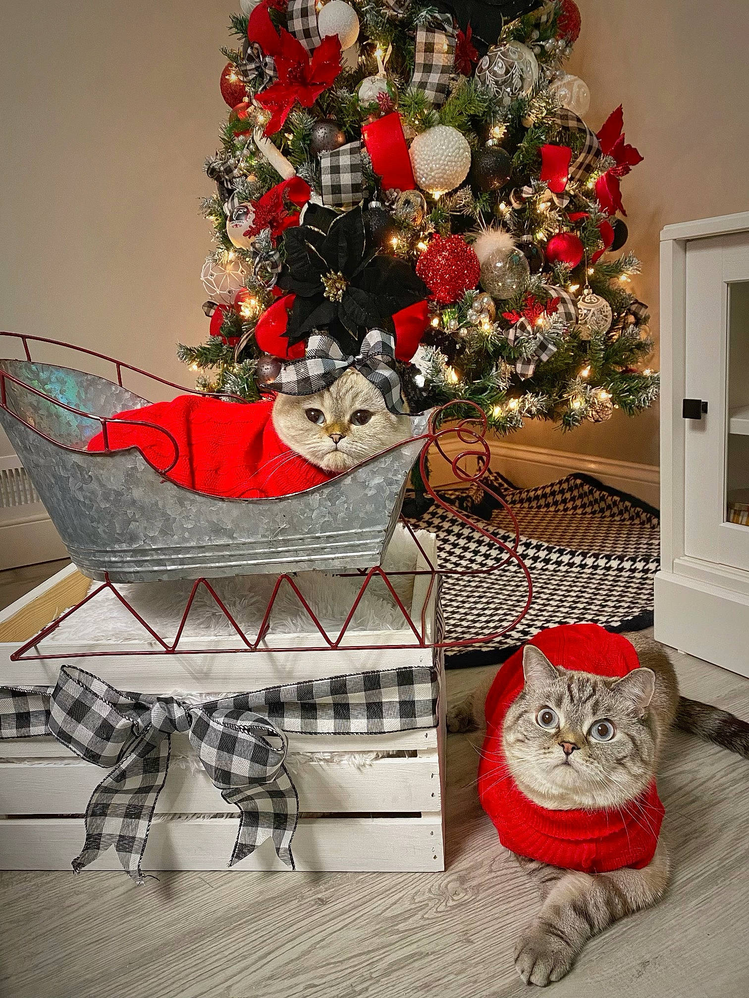 Kora is registered to the contest to win money with this photo: carnivore, cat, christmas, christmas_decoration, christmas_ornament, christmas_tree, conifer, event, felidae, holiday, holiday_ornament, home, living_room, ornament, pattern, rectangle, room, small_to_medium_sized_cats, whiskers, white