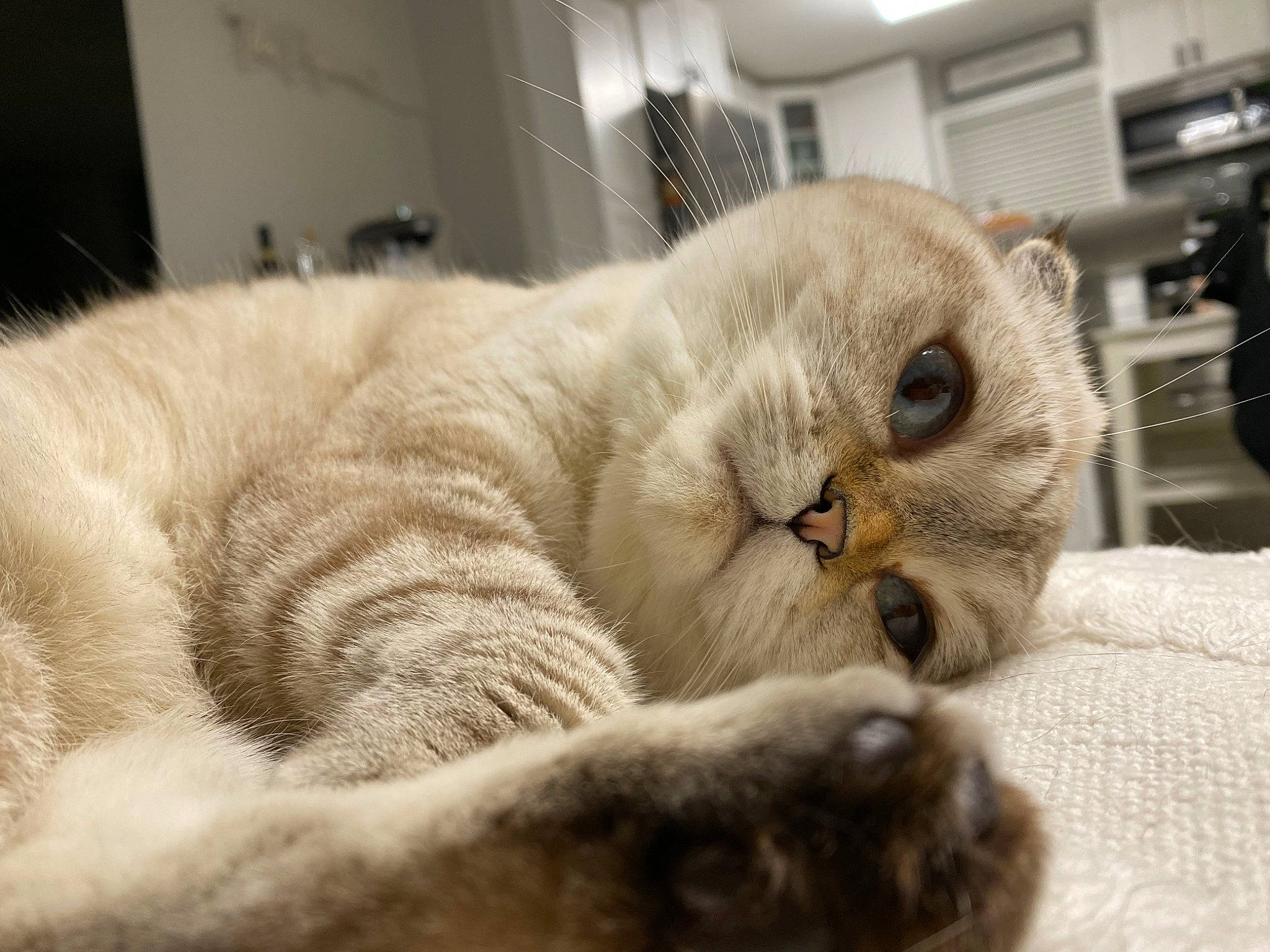 Kora is registered to the contest to win money with this photo: carnivore, cat, claw, comfort, domestic_short_haired_cat, fawn, felidae, fur, nap, paw, sleep, small_to_medium_sized_cats, snout, whiskers, wood