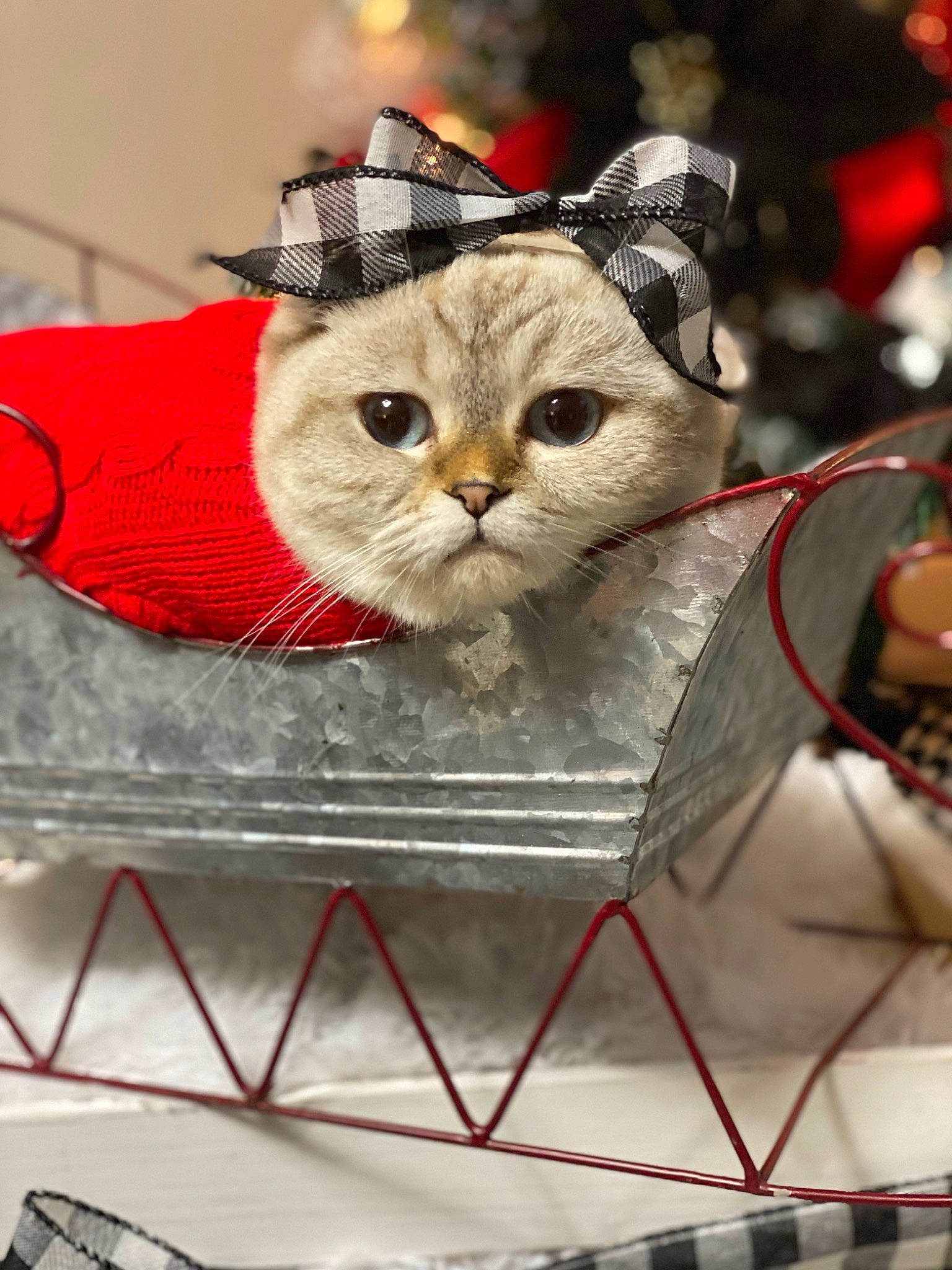 Kora is registered to the contest to win money with this photo: basket, carnivore, cat, christmas, christmas_ornament, comfort_food, domestic_short_haired_cat, event, fashion_accessory, felidae, fur, holiday, paper_bag, pattern, photo_caption, present, small_to_medium_sized_cats, snout, whiskers
