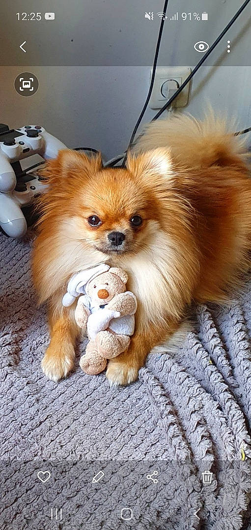 Pearl a rejoint le concours — aidez-le/la à gagner de superbes lots ! canidae, carnivore, companion_dog, dog, dog_breed, fur, german_spitz, german_spitz_klein, german_spitz_mittel, mammal, non_sporting_group, papillon, pomeranian, puppy, snout, spitz, toy_dog, vertebrate, volpino_italiano, whiskers