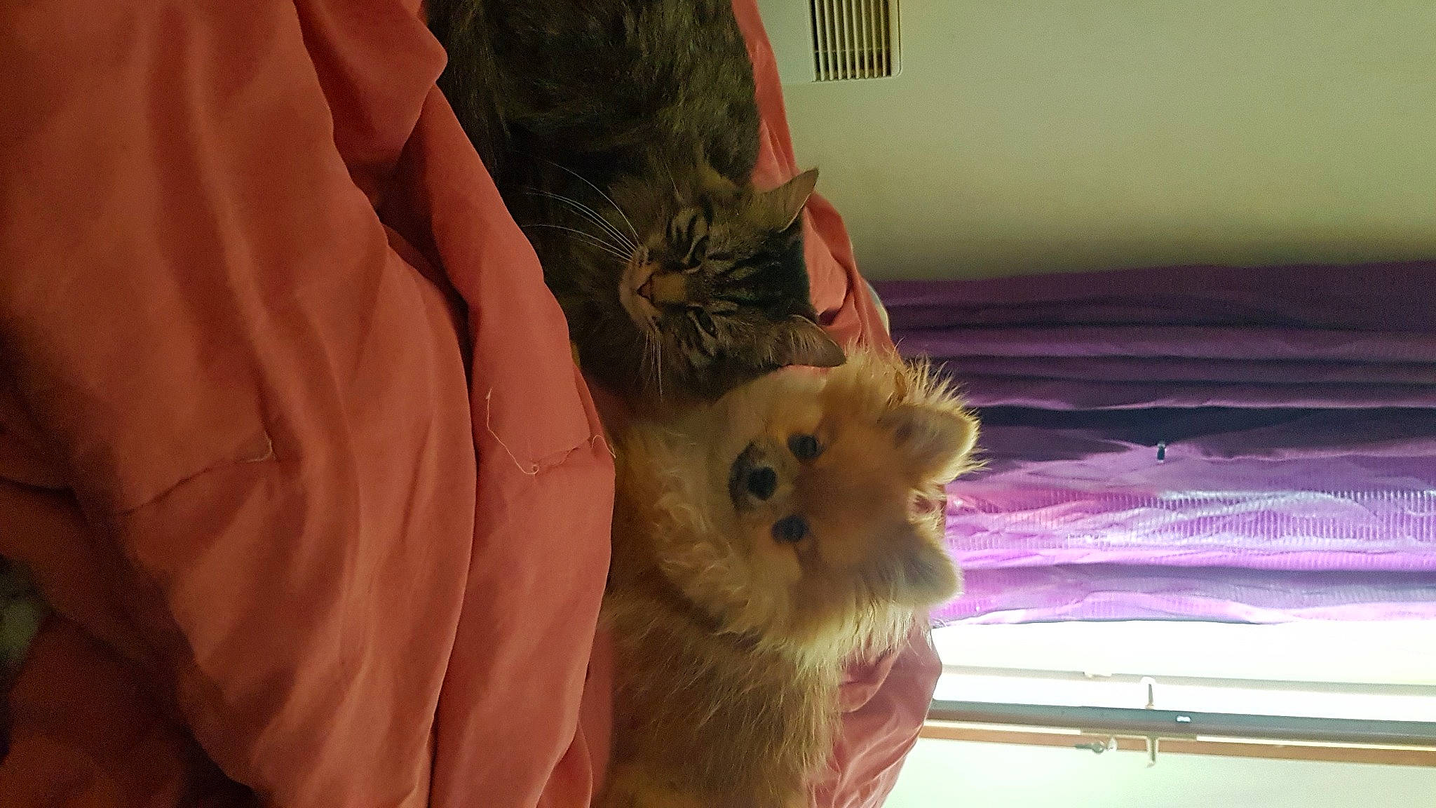 Pearl participe au concours pour gagner de l'argent avec cette photo : canidae, carnivore, dog_breed, fawn, norwich_terrier, pomeranian, spitz