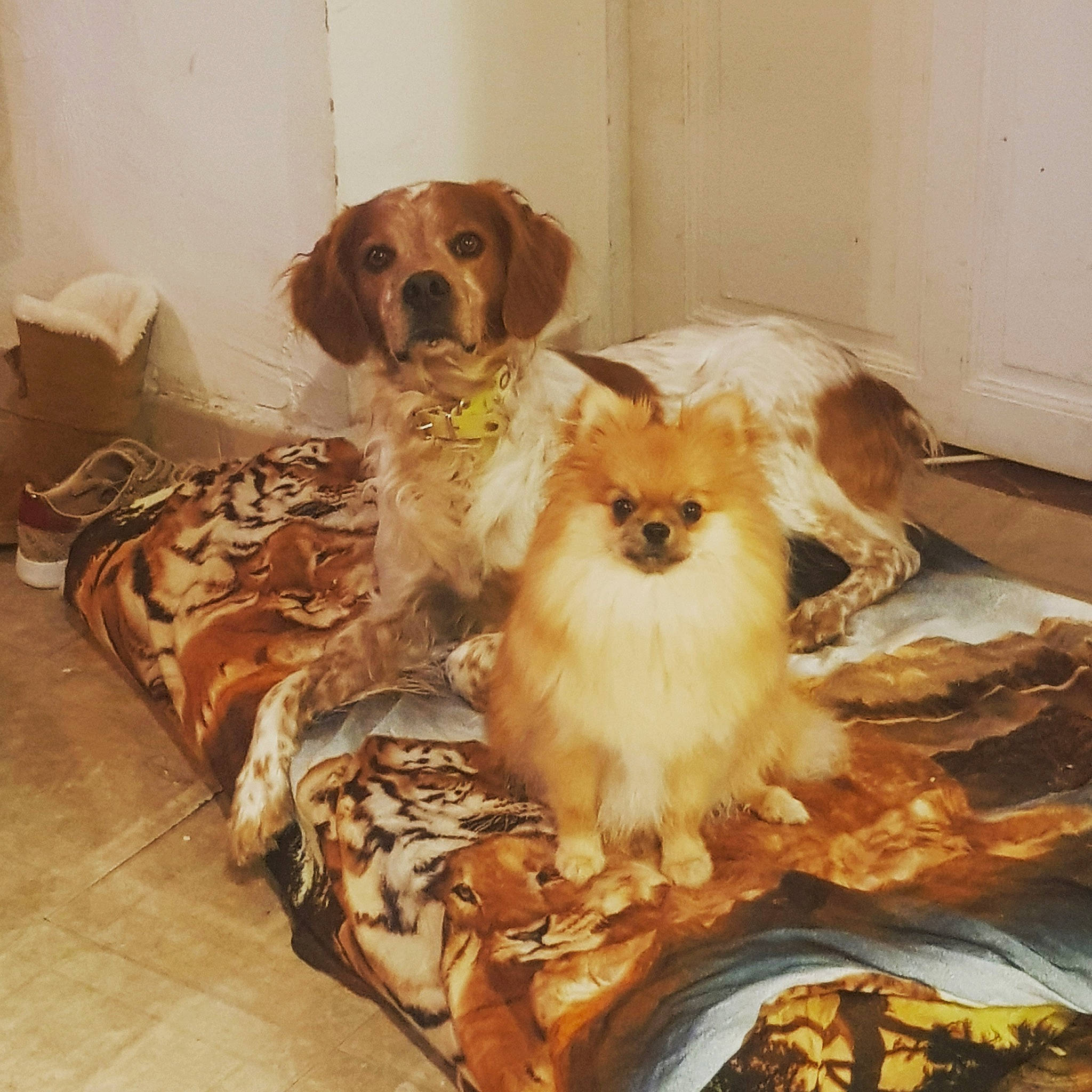 Pearl participe au concours pour gagner de l'argent avec cette photo : canidae, carnivore, cavalier_king_charles_spaniel, cavapoo, companion_dog, dog, dog_breed, fawn, japanese_chin, king_charles_spaniel, mammal, spaniel, sporting_group, tibetan_spaniel, toy_dog, vertebrate