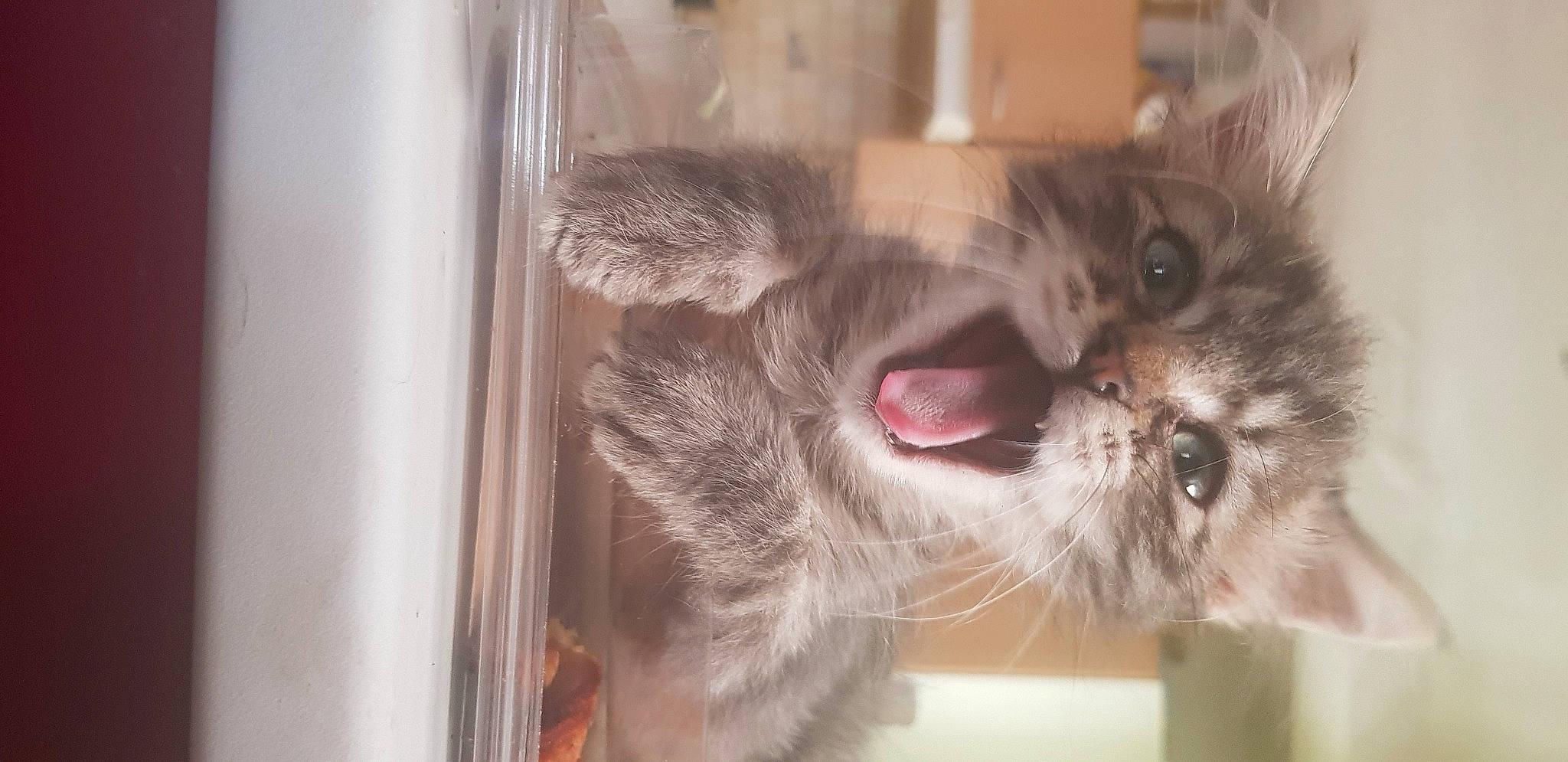 Kenny a rejoint le concours — aidez-le/la à gagner de superbes lots ! british_longhair, british_semi_longhair, carnivore, cat, domestic_short_haired_cat, european_shorthair, eye, facial_expression, fawn, felidae, fur, kitten, maine_coon, mammal, norwegian_forest_cat, nose, polydactyl_cat, small_to_medium_sized_cats, snout, whiskers