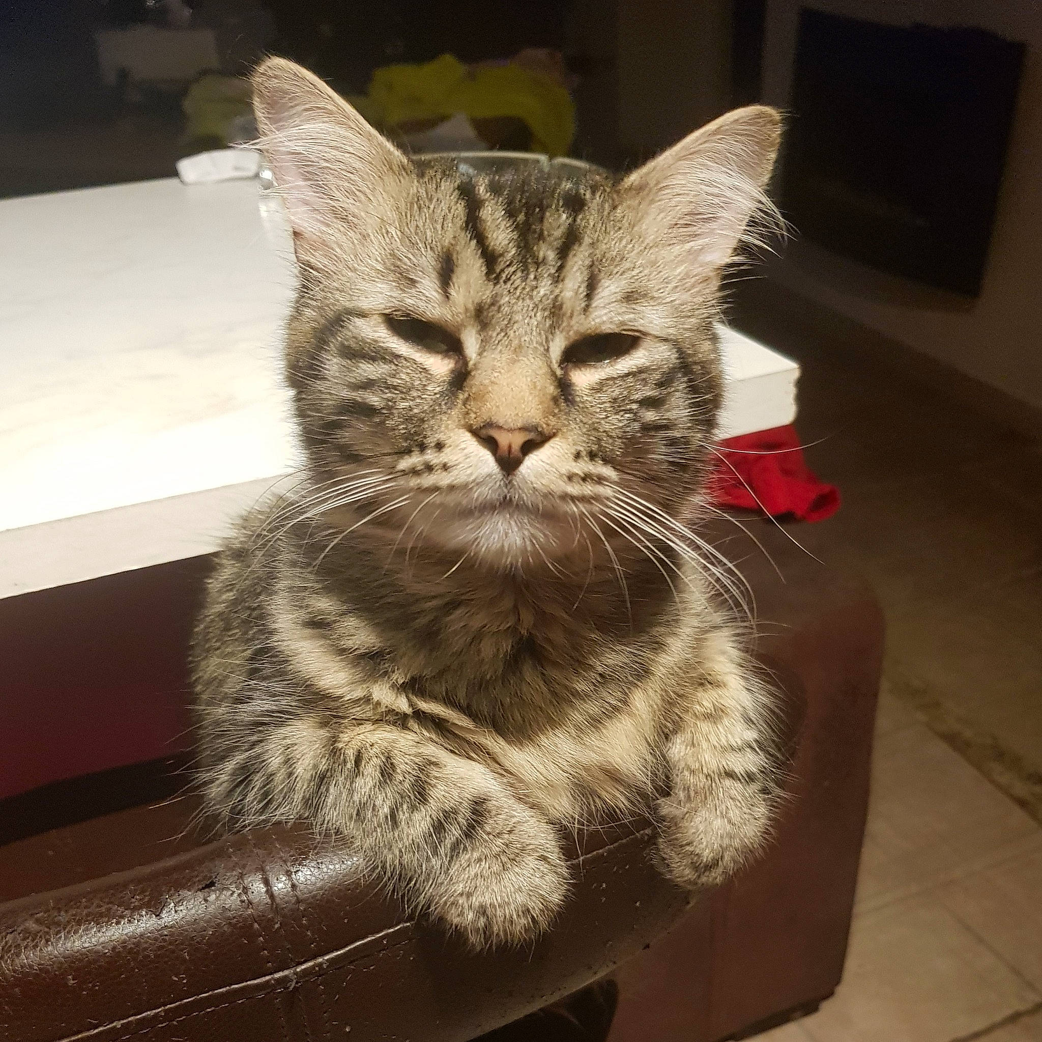 Kenny a rejoint le concours — aidez-le/la à gagner de superbes lots ! american_shorthair, asian, box, california_spangled, carnivore, cat, domestic_short_haired_cat, dragon_li, ear, egyptian_mau, european_shorthair, felidae, fur, kitten, sitting, small_to_medium_sized_cats, snout, tabby_cat, whiskers, wild_cat