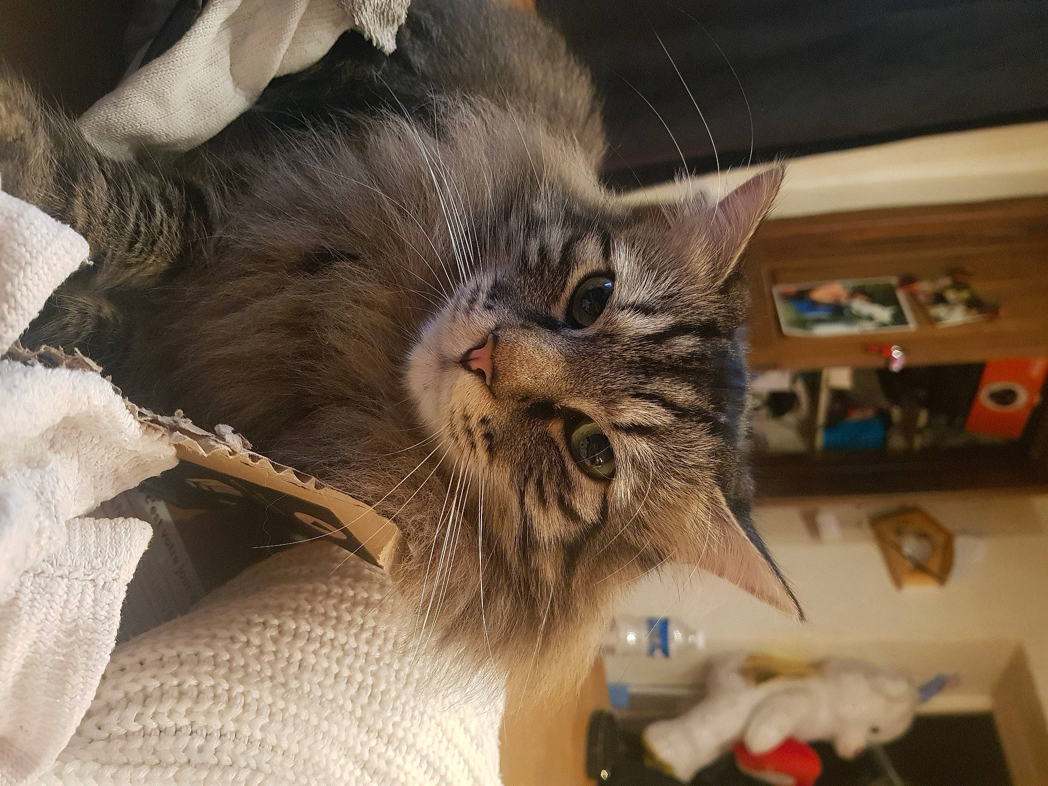 Kenny participe au concours pour gagner de l'argent avec cette photo : asian, carnivore, cat, domestic_long_haired_cat, domestic_short_haired_cat, dragon_li, ear, european_shorthair, felidae, fur, kitten, maine_coon, mammal, norwegian_forest_cat, pixie_bob, siberian, small_to_medium_sized_cats, snout, tabby_cat, whiskers