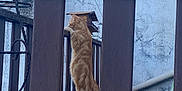 Zazou participe au concours pour gagner de l'argent avec cette photo : animal, cat, curious, daylight, fence, fur, garden, ginger_cat, looking_out, nature, outdoor, pet, quiet, rustic, standing, tail, vertical, wall, weathered, wooden_fence