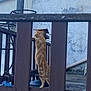 animal, cat, curious, daylight, fence, fur, garden, ginger_cat, looking_out, nature, outdoor, pet, quiet, rustic, standing, tail, vertical, wall, weathered, wooden_fence