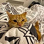 Zazou a rejoint le concours — aidez-le/la à gagner de superbes lots ! bed, blanket, cat, closeup, comfort, cozy, cute, domestic_animal, feline, fur, indoor, nose, orange_tabby, patterned_blanket, pet, relaxation, resting, sleepy, warm, whiskers