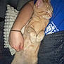 Zazou participe au concours pour gagner de l'argent avec cette photo : arm, blanket, blue_shirt, cat, cozy, cuddling, cute, domestic_animal, feline, fur, hand, indoor, nap, orange_tabby, person, pet, pillow, resting, sleeping, whiskers