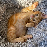 Zazou participe au concours pour gagner de l'argent avec cette photo : animal, cat, cozy, cute, feline, fluffy_blanket, fur, indoor, kitten, mammal, orange_tabby, paw, pet, relaxed, resting, sleepy, small, soft, whiskers, young