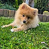 dog, puppy, pomeranian, grass, greenery, outdoor, pet, cute, fluffy, small_dog, garden, plants, nature, leafy, animal, young_dog, fur, adorable, relaxed, head_tilt