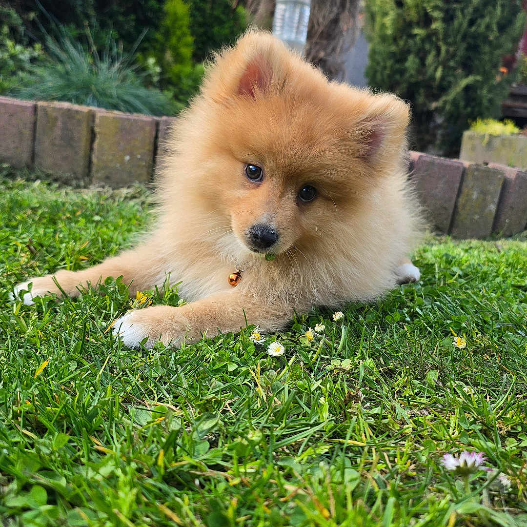 Balzac participe au concours pour gagner de l'argent avec cette photo : dog, puppy, pomeranian, grass, greenery, outdoor, pet, cute, fluffy, small_dog, garden, plants, nature, leafy, animal, young_dog, fur, adorable, relaxed, head_tilt