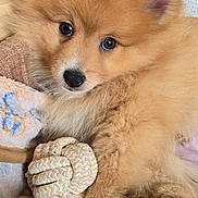Balzac participe au concours pour gagner de l'argent avec cette photo : puppy, dog, fluffy, toy, rope_toy, cute, pet, animal, indoors, closeup, brown, fur, ears, paw, blanket, cozy, resting, adorable, young, companion