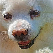 Jasper a rejoint le concours — aidez-le/la à gagner de superbes lots ! dog, white_fur, closeup, dandelion, flower, outdoor, nature, pet, animal, snout, nose, fur, grass, daylight, cute, fluffy, portrait, happy, whiskers, friendly