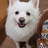 Jasper a rejoint le concours — aidez-le/la à gagner de superbes lots ! dog, white_dog, fluffy, pet, smiling, indoor, wooden_floor, dog_bed, happy, cute, animal, canine, ears, fur, looking_up, companion, domestic, friendly, small_dog, expression