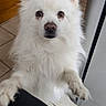 Jasper participe au concours pour gagner de l'argent avec cette photo : dog, white_dog, fluffy, indoor, tile_floor, wooden_door, pet, looking_up, paws, close_up, furry, ears, brown_eyes, cute, animal, domestic, companion, waiting, friendly, canine
