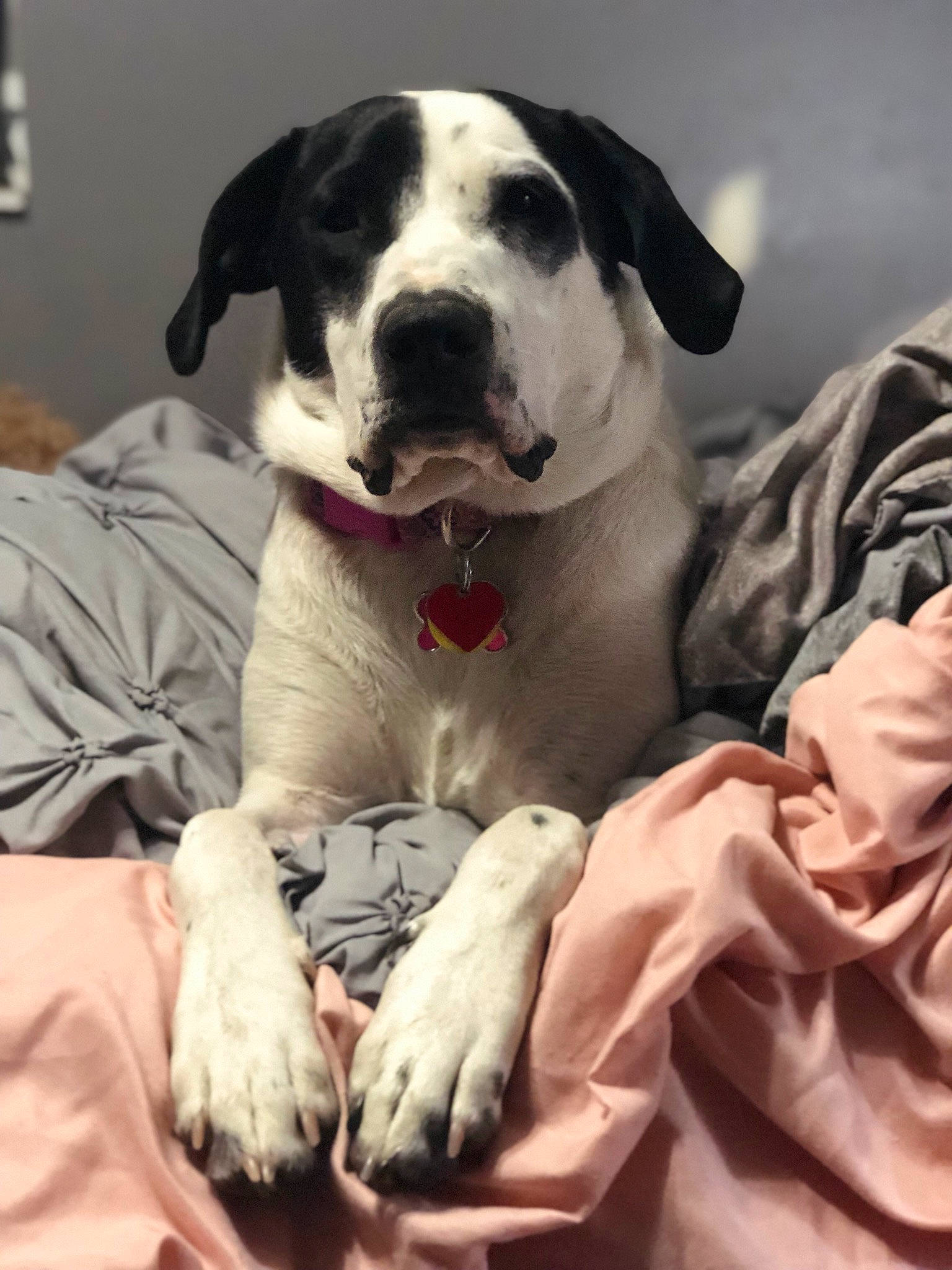 Daisy is registered to the contest to win money with this photo: american_bulldog, canidae, carnivore, companion_dog, dalmatian, dog, dog_breed, great_dane, guard_dog, mammal, non_sporting_group, puppy, puppy_love, snout, sporting_group, vertebrate
