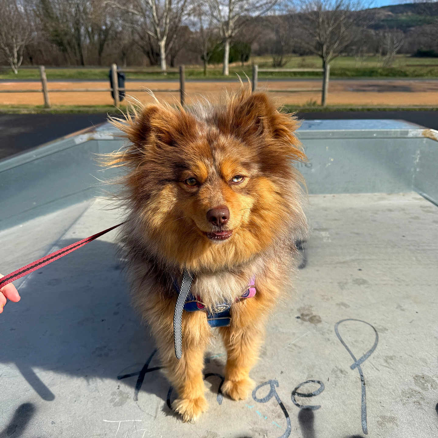 Umie participe au concours pour gagner de l'argent avec cette photo : accessories, animal, canine, chow, dog, grass, leash, nature, outdoors, park, path, person, pet, plant, puppy, sidewalk, strap, terrier, text, tree