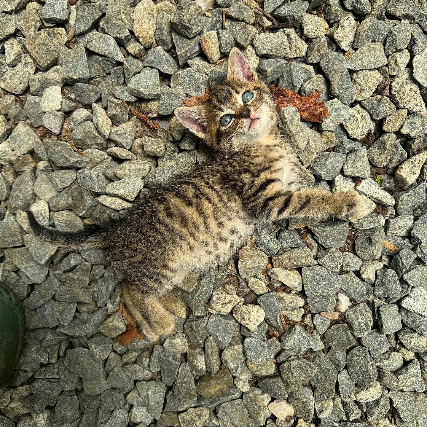Mr. Foo is registered to the contest to win money with this photo: kitten, cat, tabby, rocks, outdoor, animal, pet, young, fur, whiskers, paw, nature, curious, lying_down, small, cute, mammal, gray, texture, closeup
