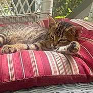 Mr. Foo is registered to the contest to win money with this photo: kitten, cat, tabby, resting, sleepy, paw, cushion, striped, red, white, wicker, chair, outdoor, sunlight, greenery, relaxing, pet, animal, feline, cozy