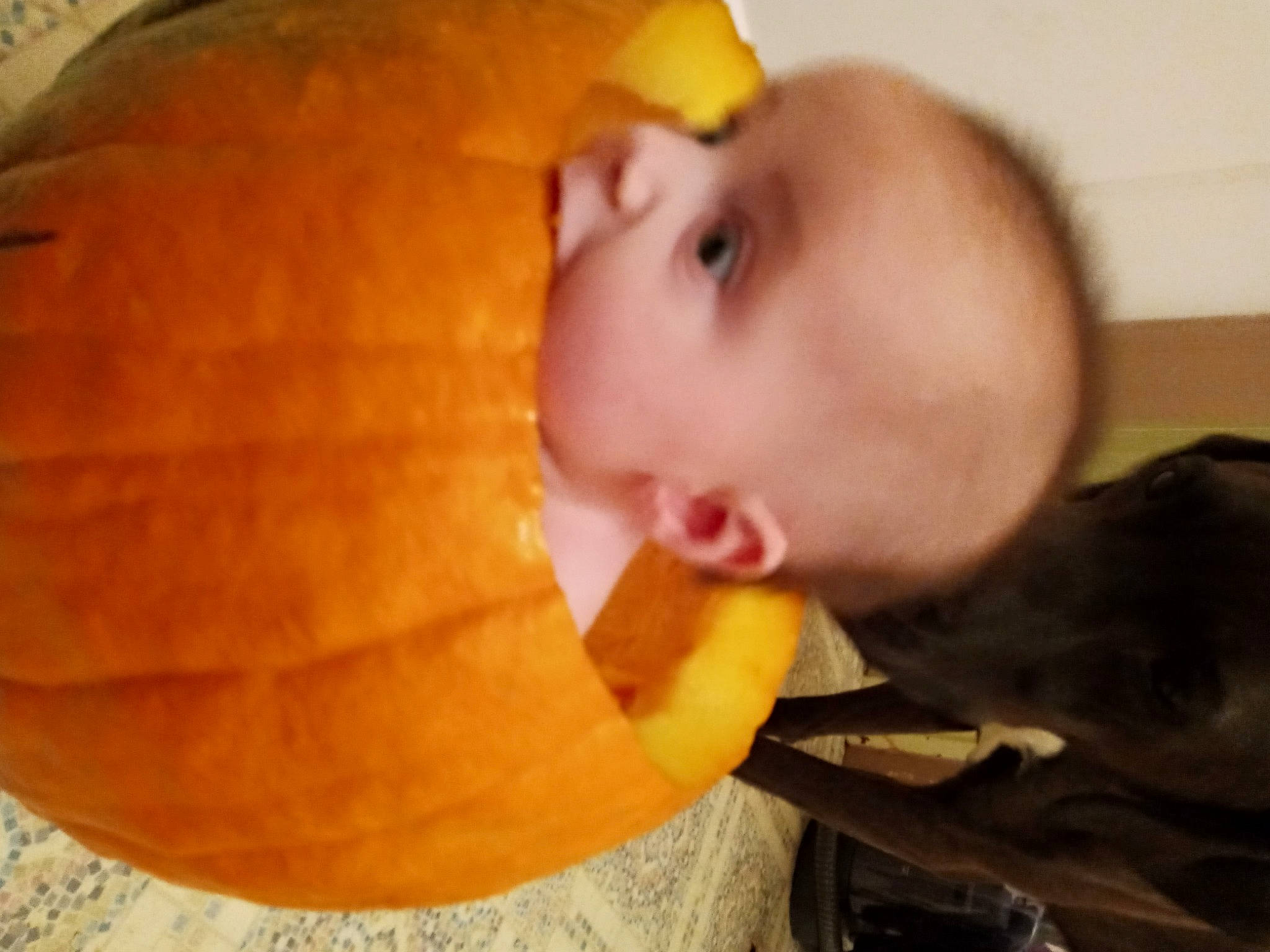 Arizona is registered to the contest to win money with this photo: abdomen, baby, calabaza, cheek, child, eye, face, head, lip, mouth, neck, nose, orange, person, pumpkin, skin, toddler, winter_squash, yellow