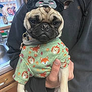 Pickles is registered to the contest to win money with this photo: dog, pug, pet, clothing, costume, hat, person, hand, indoors, kitchen, counter, sink, window, cute, animal, canine, apparel, holding, portrait, funny