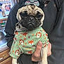 dog, pug, pet, clothing, costume, hat, person, hand, indoors, kitchen, counter, sink, window, cute, animal, canine, apparel, holding, portrait, funny
