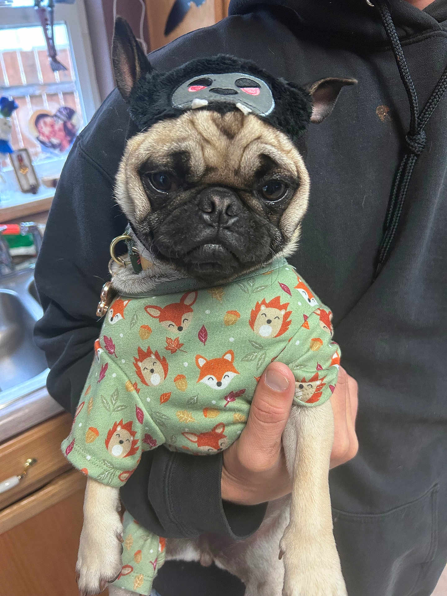 Pickles is registered to the contest to win money with this photo: dog, pug, pet, clothing, costume, hat, person, hand, indoors, kitchen, counter, sink, window, cute, animal, canine, apparel, holding, portrait, funny