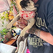 Pickles joined the competition — help win amazing prizes! affection, animal, couch, cute, decor, dog, floral_harness, holding, home, indoor, kiss, love, man, person, pet, plant, portrait, pug, table, tattoo