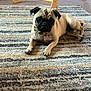Pickles joined the competition — help win amazing prizes! animal, ball, carpet, collar, cozy, curious, cute, dog, dog_tag, floor, furniture, indoor, living_room, pet, playful, portrait, pug, resting, rug, wooden_structure