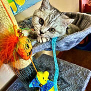 Seamus joined the competition — help win amazing prizes! kitten, cat, cat_hammock, toy, feathers, orange, yellow, blue, gray, indoor, pet, playful, feline, curious, fur, whiskers, paw, closeup, colorful, cozy