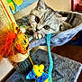kitten, cat, cat_hammock, toy, feathers, orange, yellow, blue, gray, indoor, pet, playful, feline, curious, fur, whiskers, paw, closeup, colorful, cozy