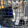 Seamus is registered to the contest to win money with this photo: animal, bell, cage, cat, close_up, collar, container, curious, domestic_animal, feline, gray_cat, indoor, kitten, metal_bars, pet, pet_carrier, transport, travel, white_cat, young_cat