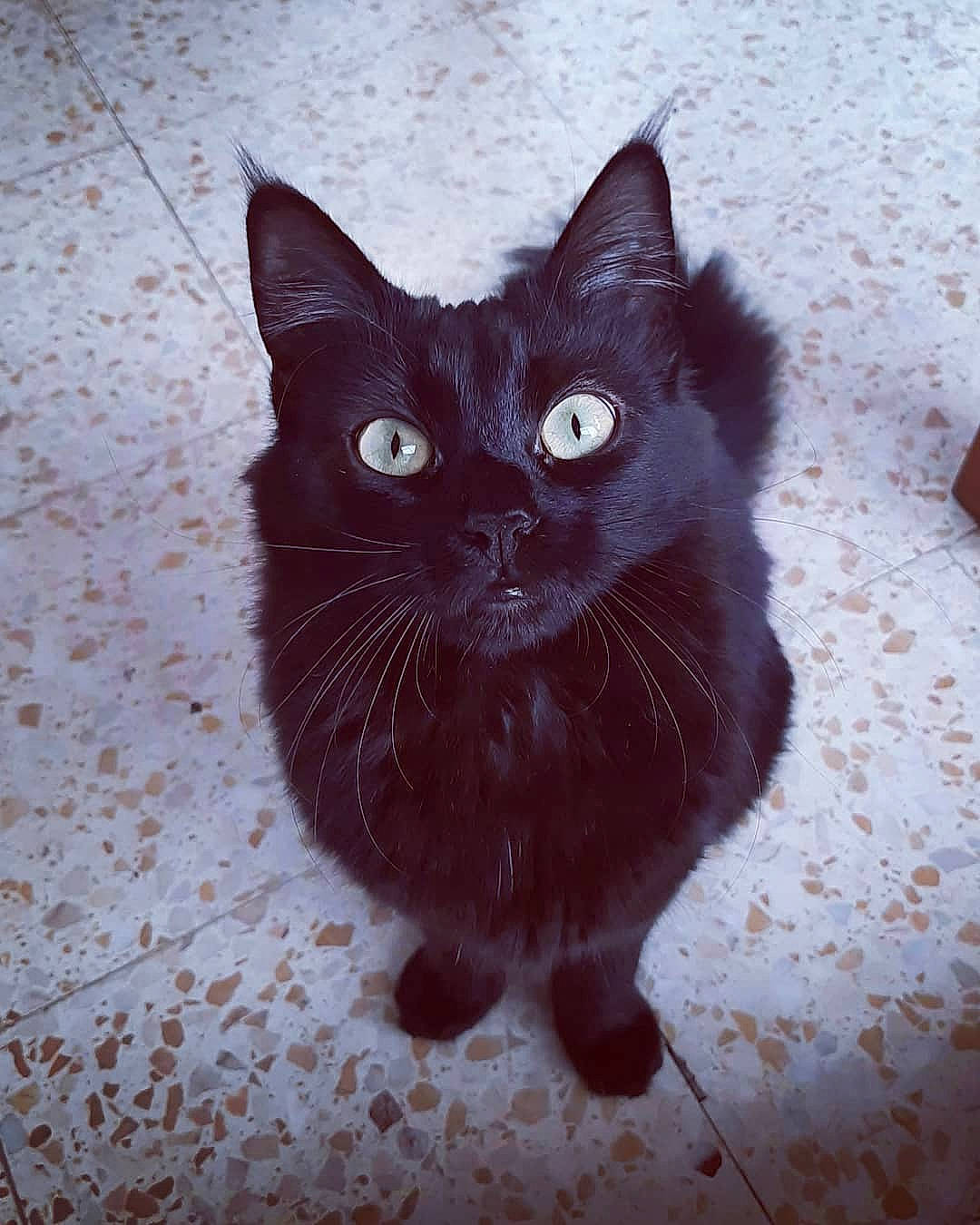 Bonnie Et Clyde a rejoint le concours — aidez-le/la à gagner de superbes lots ! black_cat, bombay, carnivore, cat, claw, domestic_short_haired_cat, electric_blue, eye, felidae, flooring, foot, fur, grey, paw, small_to_medium_sized_cats, snout, tail, terrestrial_animal, tints_and_shades, whiskers