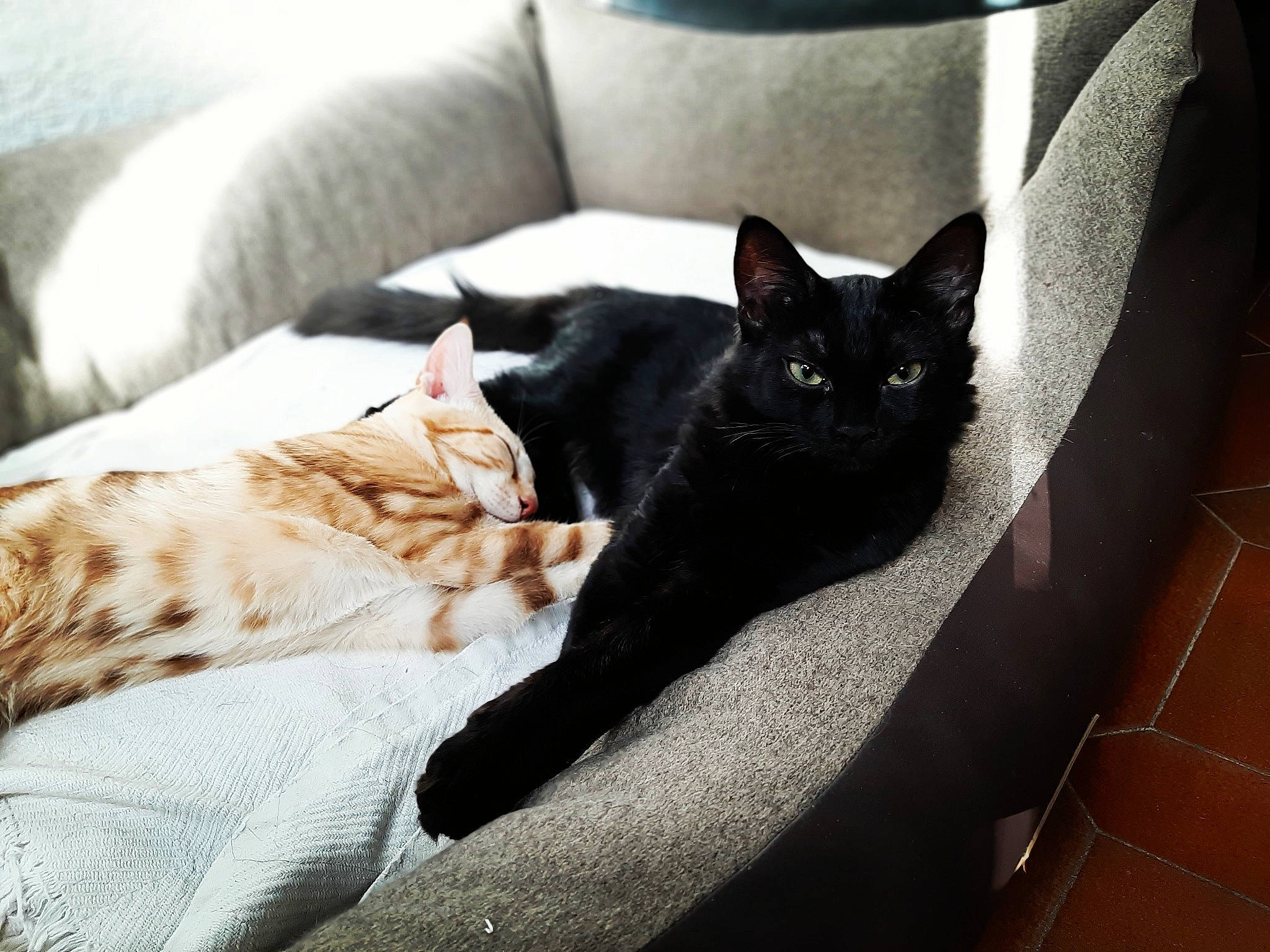 Bonnie Et Clyde participe au concours pour gagner de l'argent avec cette photo : black_cat, bombay, carnivore, cat, comfort, couch, felidae, floor, flooring, fur, grey, linens, living_room, mammal, small_to_medium_sized_cats, snout, tail, vertebrate, whiskers, wood