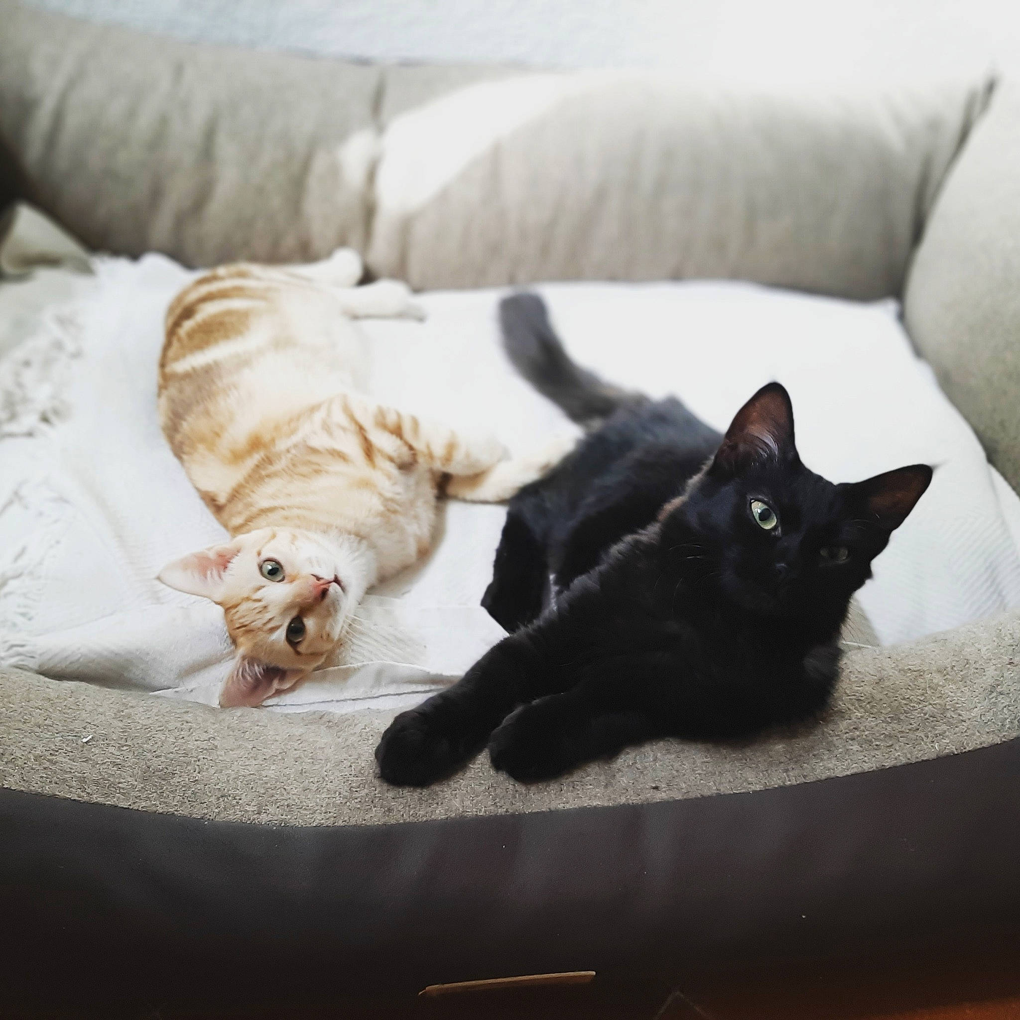 Bonnie Et Clyde a rejoint le concours — aidez-le/la à gagner de superbes lots ! black_cat, bombay, carnivore, cat, claw, comfort, domestic_short_haired_cat, felidae, fur, grey, linens, mammal, nap, paw, room, small_to_medium_sized_cats, snout, tail, vertebrate, whiskers