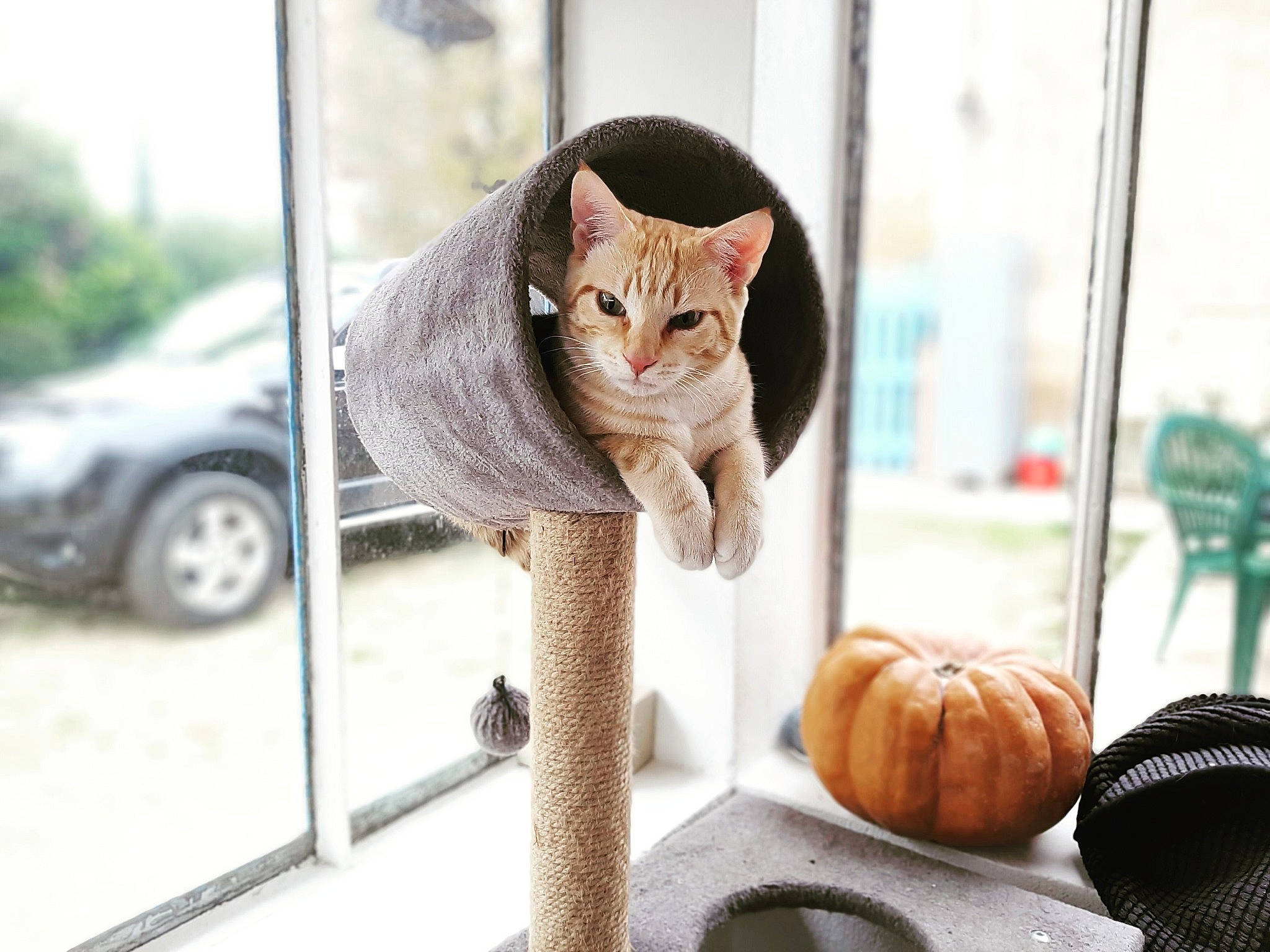 Bonnie Et Clyde participe au concours pour gagner de l'argent avec cette photo : calabaza, carnivore, cat, cucurbita, eye, fawn, felidae, gourd, grey, mammal, plant, pumpkin, small_to_medium_sized_cats, textile, tire, vertebrate, wheel, window, winter_squash, wood