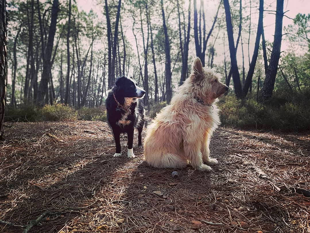 Oreo Et Sparky participe au concours pour gagner de l'argent avec cette photo : canidae, carnivore, companion_dog, dog, dog_breed, fawn, forest, giant_dog_breed, grass, landscape, mammal, plant, soil, tail, tree, vertebrate, wildlife, wood, woodland, working_animal