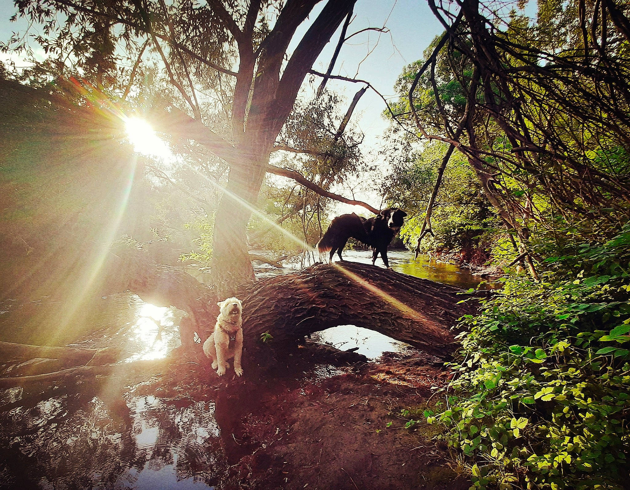 Oreo Et Sparky participe au concours pour gagner de l'argent avec cette photo : branch, deciduous, forest, grass, landscape, lens_flare, morning, natural_landscape, people_in_nature, plant, riparian_zone, sky, temperate_broadleaf_and_mixed_forest, terrestrial_animal, tints_and_shades, tree, trunk, twig, wood, woodland
