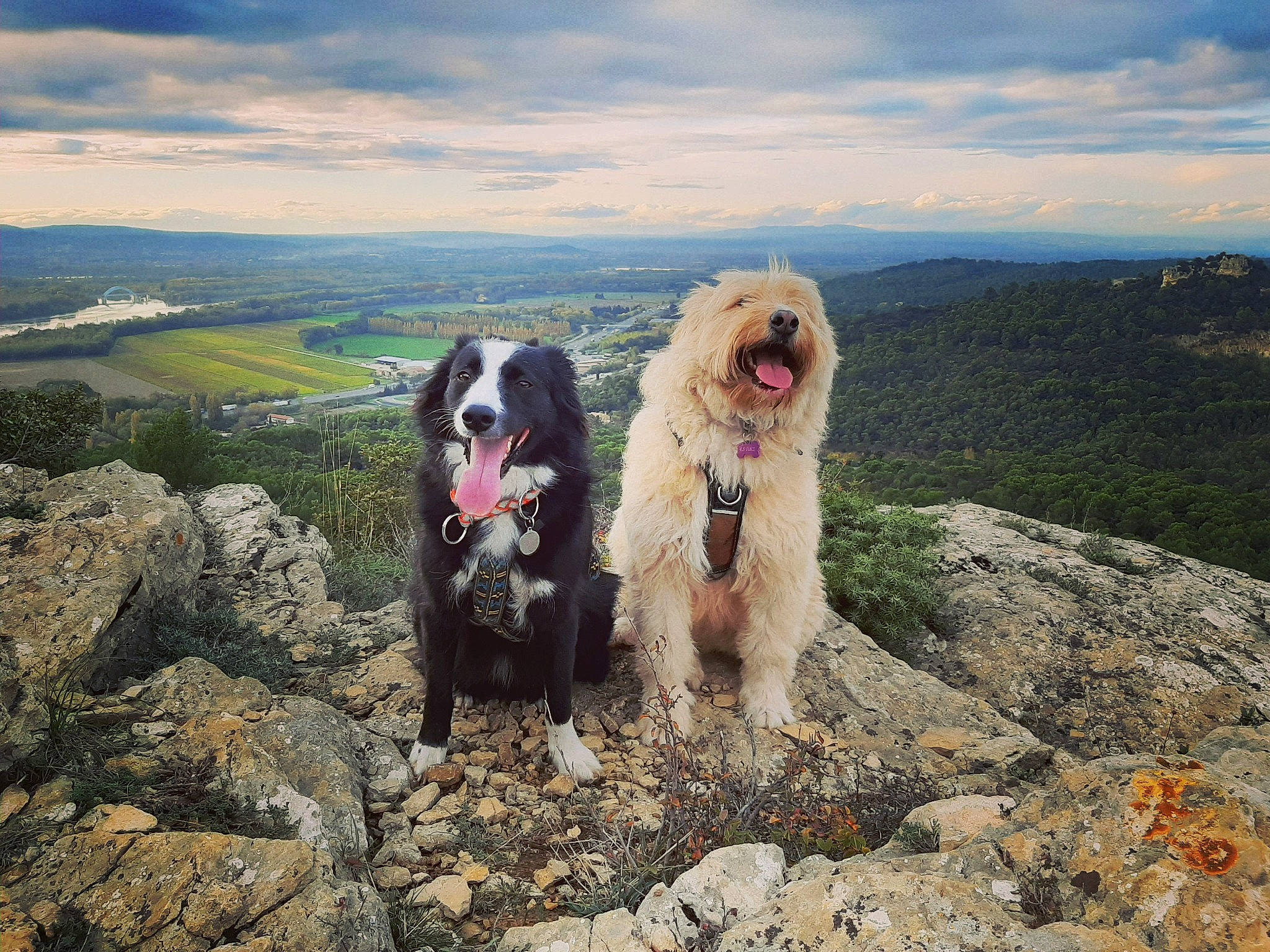 Oreo Et Sparky a rejoint le concours — aidez-le/la à gagner de superbes lots ! adventure, bedrock, canidae, carnivore, cloud, companion_dog, dog, dog_breed, hill, landscape, liver, mountain, rock, sky, sporting_group, toy_dog, walking, water, water_dog, working_animal