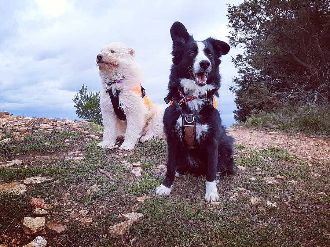 Oreo Et Sparky participe au concours pour gagner de l'argent avec cette photo : canidae, carnivore, cloud, companion_dog, dog, dog_breed, dog_walking, fawn, fur, grass, happy, herding_dog, plant, recreation, sky, sporting_group, tail, tree, walking, working_animal