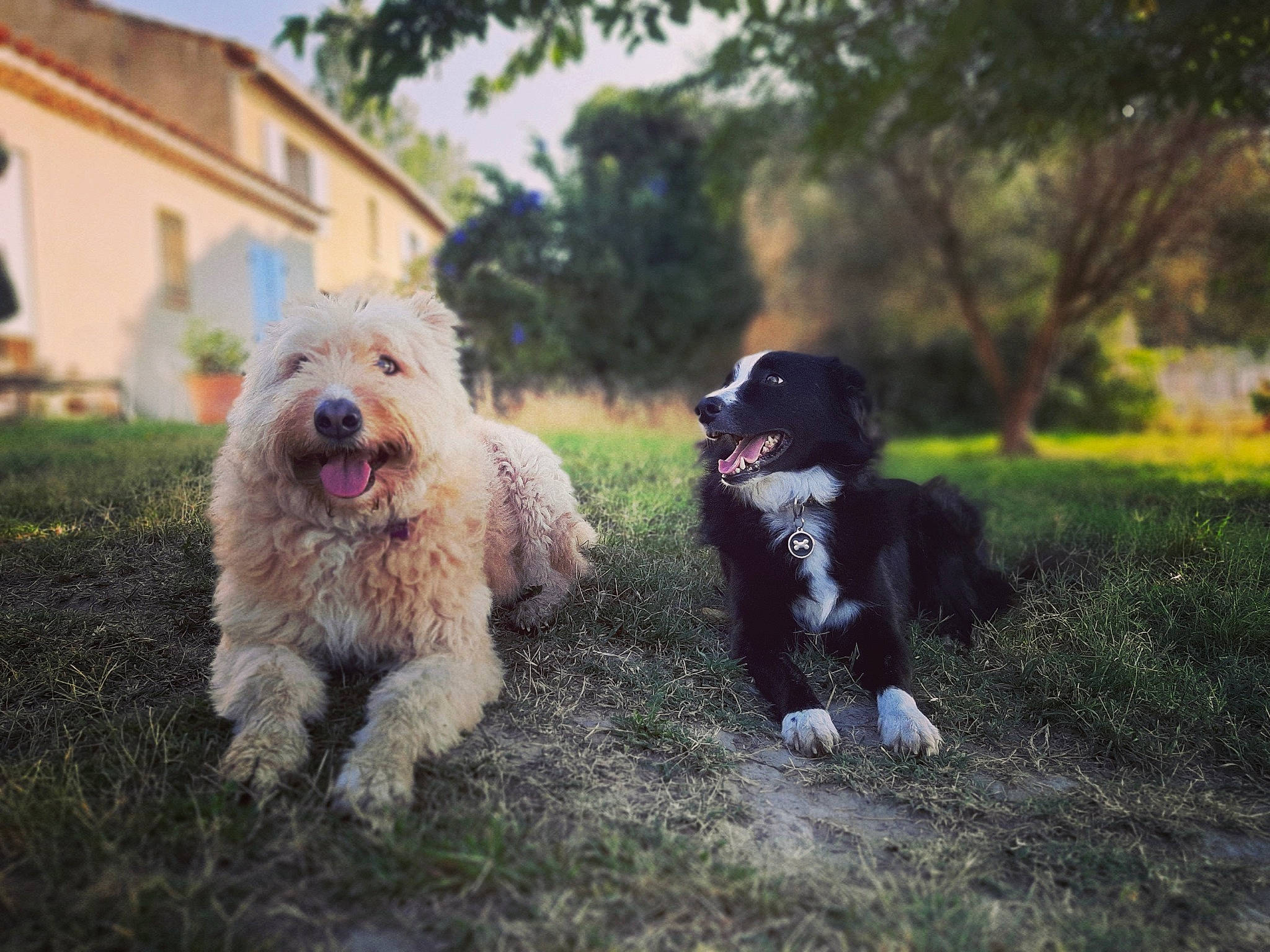 Oreo Et Sparky participe au concours pour gagner de l'argent avec cette photo : building, canidae, carnivore, companion_dog, dog, dog_breed, fur, grass, plant, sky, small_terrier, snout, sporting_group, tail, tennis_ball, terrier, toy_dog, tree, window, working_animal
