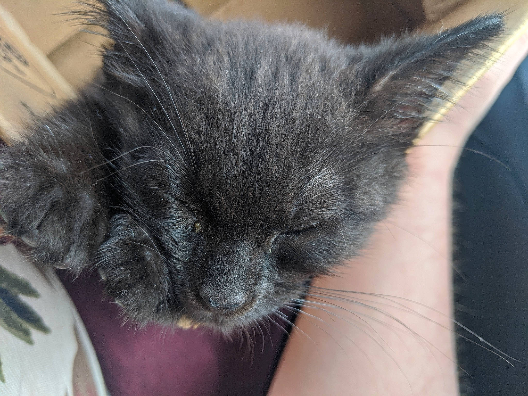 Udon joined the competition — help win amazing prizes! asian, black_cat, british_semi_longhair, carnivore, cat, domestic_long_haired_cat, domestic_short_haired_cat, ear, felidae, fur, kitten, korat, mammal, nap, nebelung, norwegian_forest_cat, russian_blue, small_to_medium_sized_cats, snout, whiskers