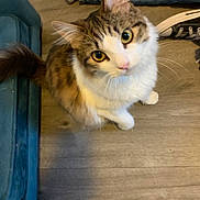 Little Boy joined the competition — help win amazing prizes! big_eyes, cat, converse_shoes, cozy, curious, cute, fur, furniture, human_leg, indoor, jeans, looking_up, paws, pet, portrait, sneakers, sofa, tail, whiskers, wood_floor