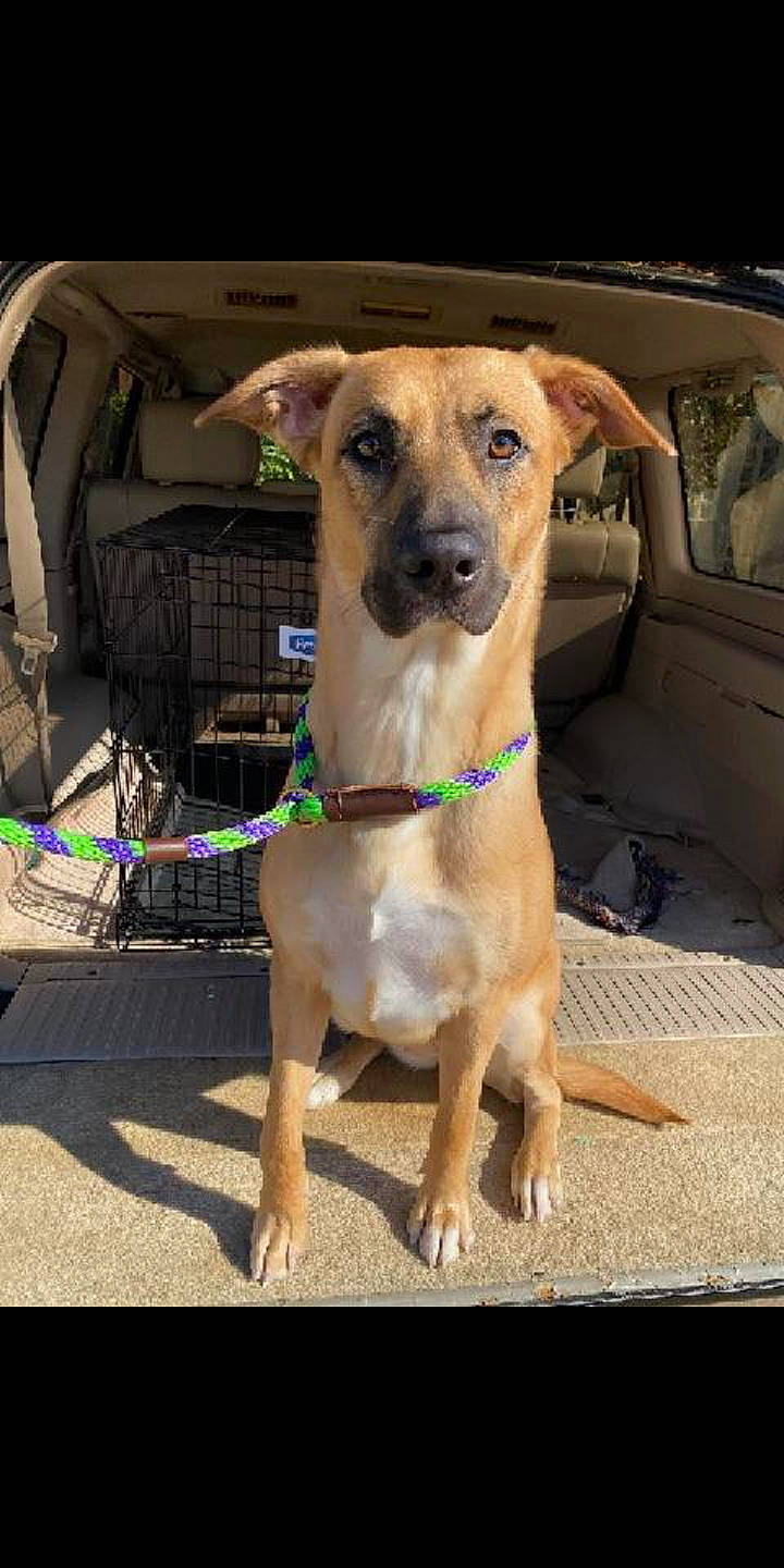 Ivy joined the competition — help win amazing prizes! canidae, carnivore, collar, companion_dog, dog, dog_breed, dog_collar, dog_supply, fashion_accessory, fawn, guard_dog, leash, non_sporting_group, pet_supply, sighthound, snout, sporting_group, street_dog, working_animal, working_dog