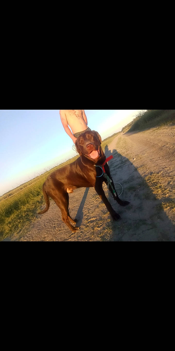 Duke joined the competition — help win amazing prizes! adventure, canidae, carnivore, companion_dog, dog, dog_breed, flash_photography, fun, happy, human_leg, knee, landscape, leash, recreation, shadow, sky, smile, soil, sporting_group, working_animal