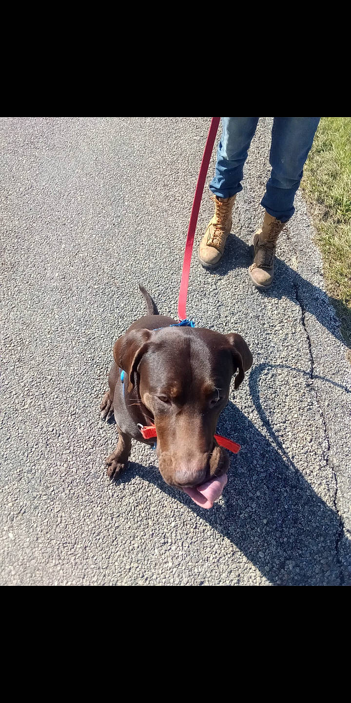 Duke joined the competition — help win amazing prizes! asphalt, canidae, carnivore, collar, companion_dog, concrete, dog, dog_breed, dog_collar, flooring, leash, liver, pet_supply, road_surface, shadow, sidewalk, snout, sporting_group, tail, working_animal