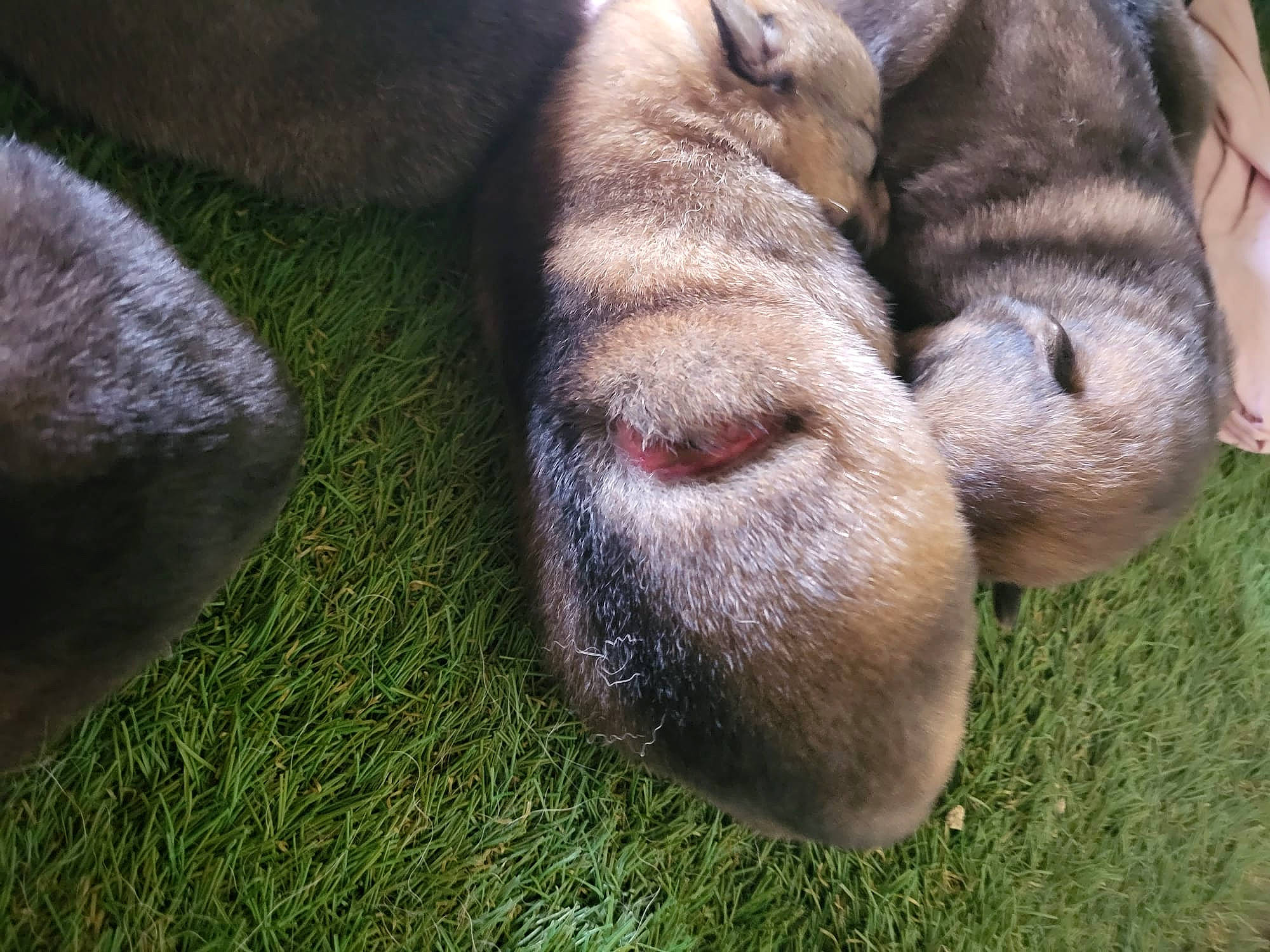 Rex a rejoint le concours — aidez-le/la à gagner de superbes lots ! canidae, carnivore, companion_dog, dog, dog_breed, fawn, felidae, foot, fur, grass, human_leg, liver, nap, paw, snout, sporting_group, terrestrial_animal, whiskers, wildlife, working_animal